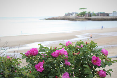 Beach Roses at Front Beach by Rockport Candle Company
