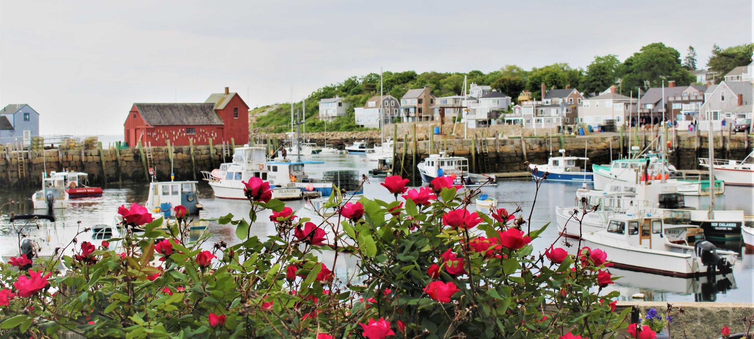 Beach roses at Rockport Harbor with Motif No. 1
